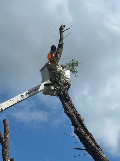 All Photos for Cross Family Tree Service in Kearney, MO