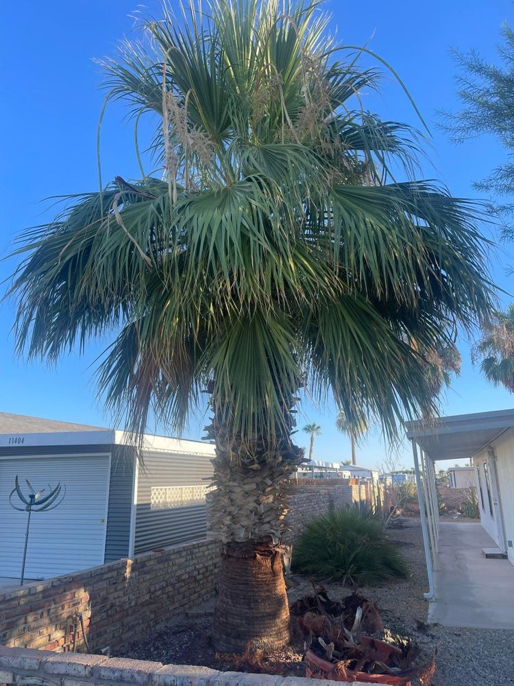 All Photos for Oliver L. Palm & Tree services in Yuma County, AZ