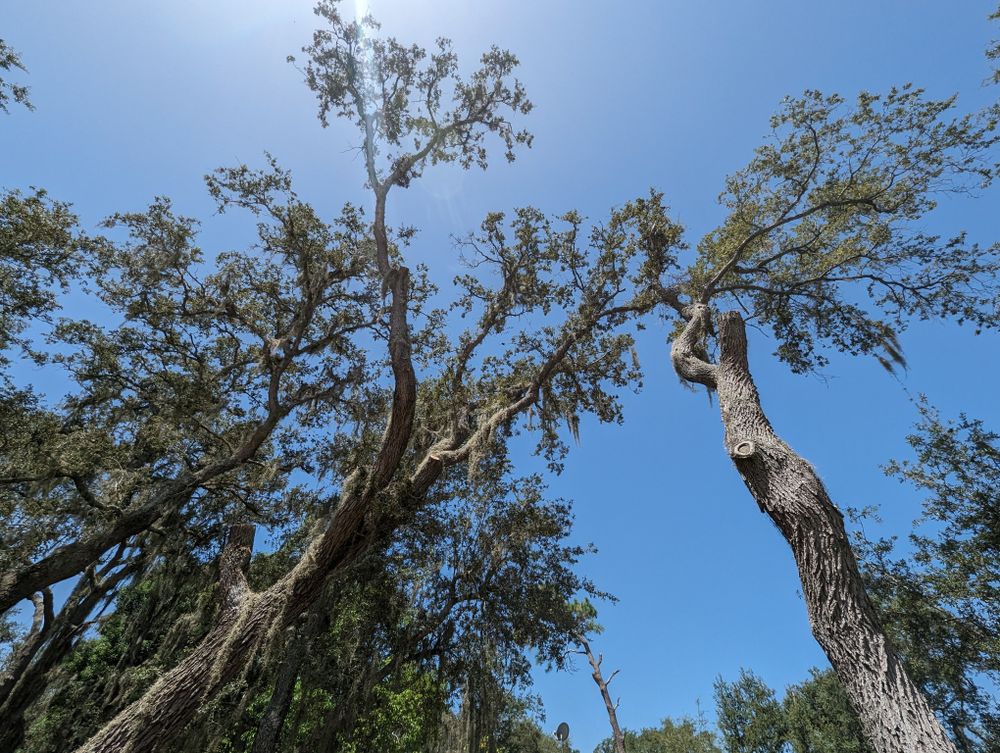 All Photos for Regal Tree Service and Stump Grinding in Wauchula, FL