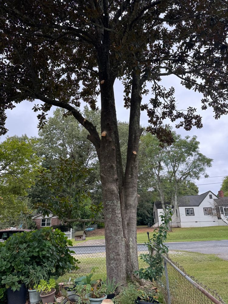 Tree Removal for Tucker's Tree Service and Stump Grinding in Lugoff, SC