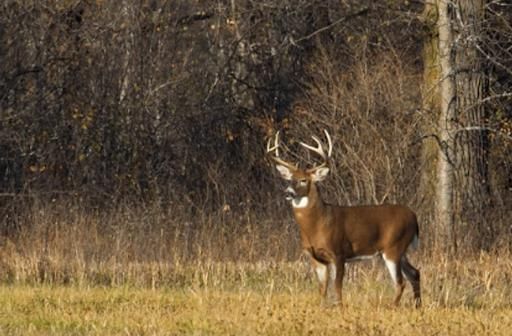All Photos for Bluff Country Whitetails in Southern Indiana, IN