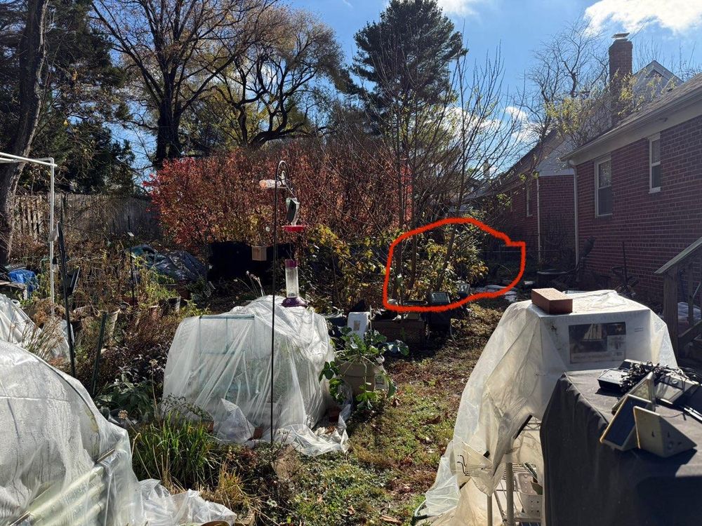 All Photos for DIAZ TREE in Stafford, VA