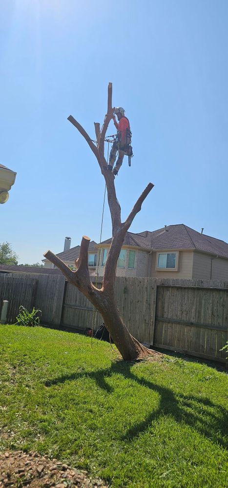 All Photos for Servin's Tree Care  in Houston, TX