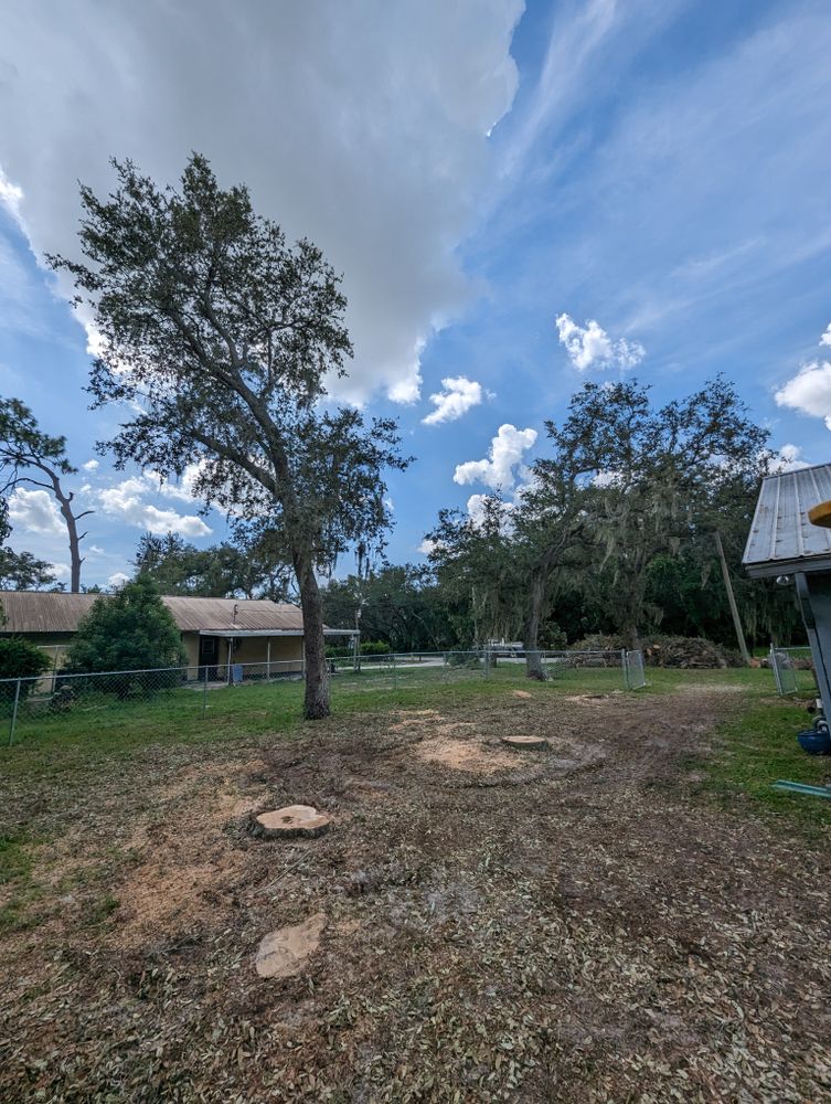All Photos for Regal Tree Service and Stump Grinding in Wauchula, FL