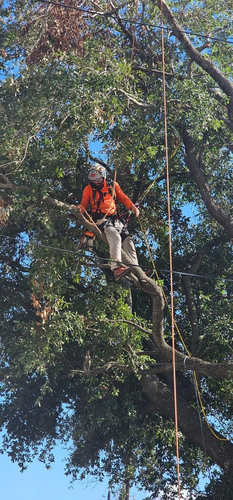 All Photos for Servin's Tree Care  in Houston, TX