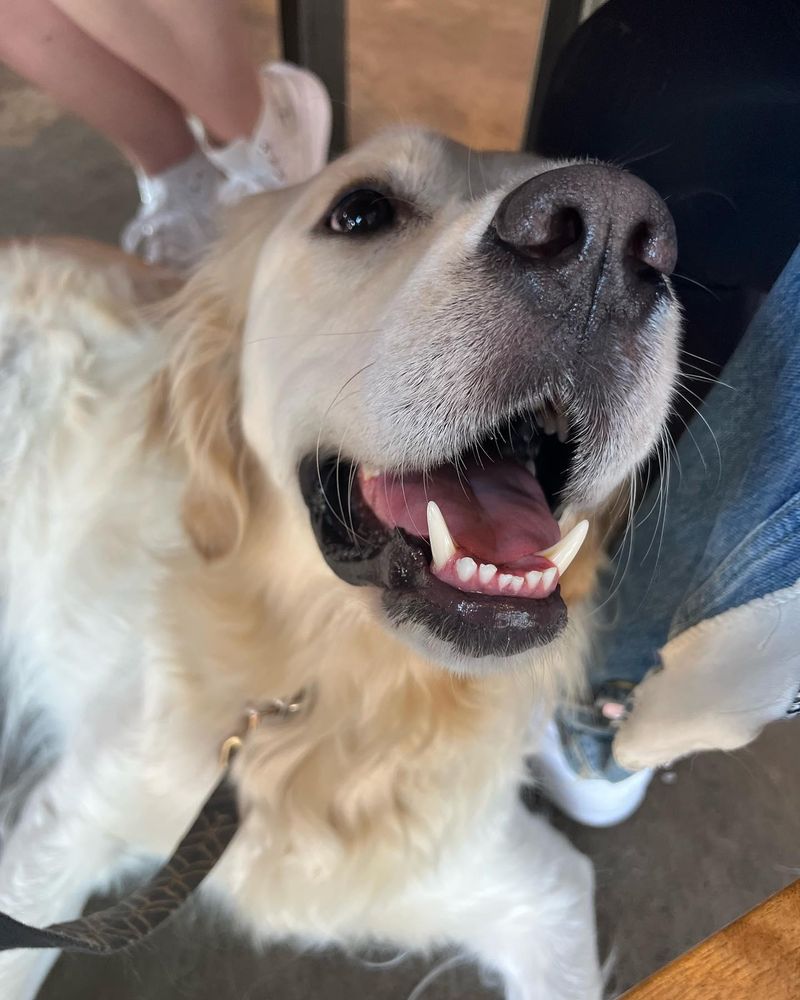 All Photos for Dumbo's Doggy Doors in City of Sammamish, WA