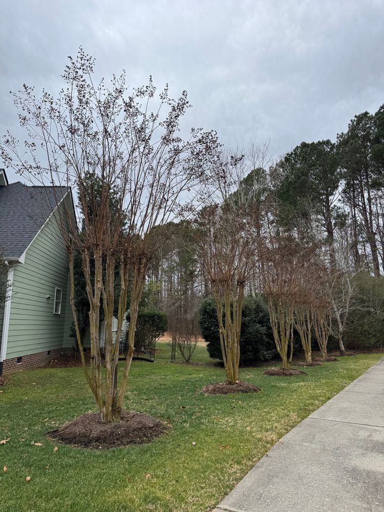 Pruning for Chavez Landscaping in Pittsboro, NC