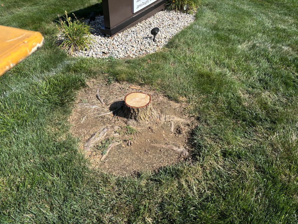All Photos for Conrad's Stump Removal in Columbus, IN