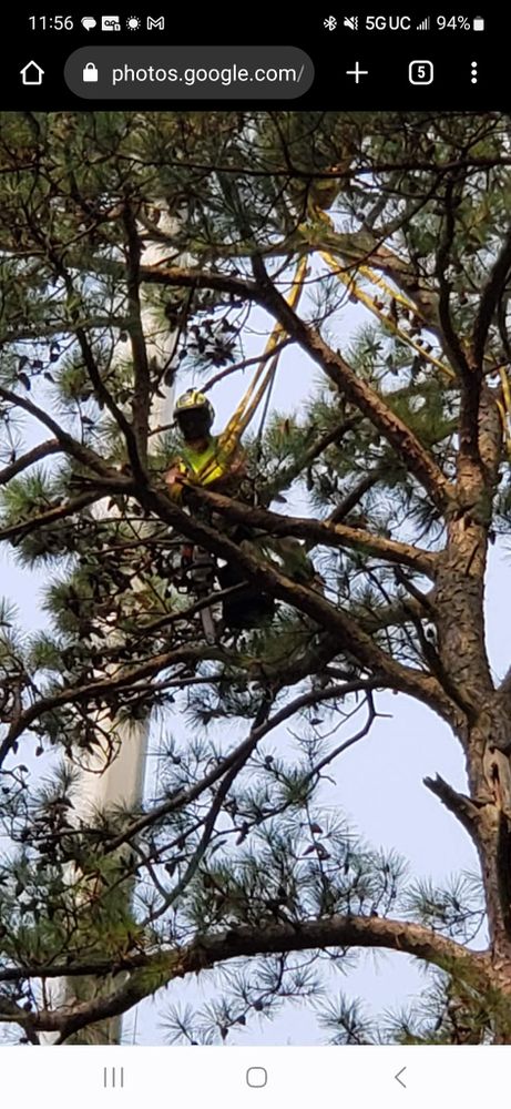 All Photos for Beach Tree Care in Virginia Beach, VA