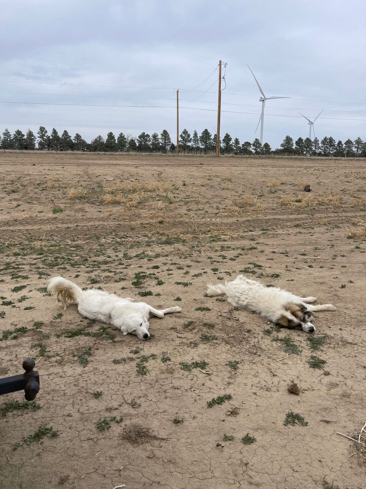 All Photos for Mr. Pipe Dreams LLC in Colorado Springs, CO