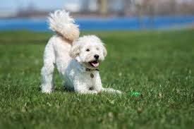 All Photos for Dumbo's Doggy Doors in City of Sammamish, WA