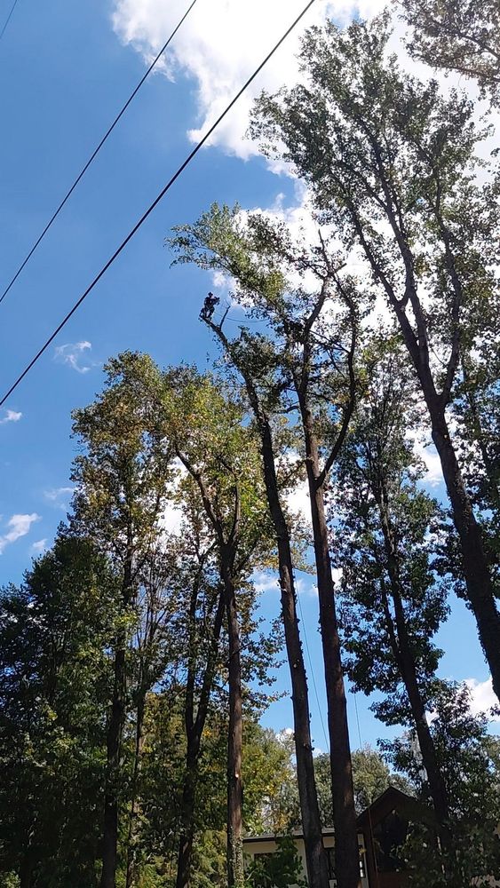 All Photos for Wade's Family Tree Service in Townsend, TN