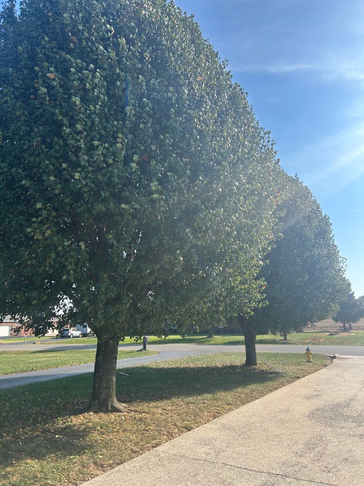 All Photos for Optimum Tree Service And Landscaping in Bowling Green, KY