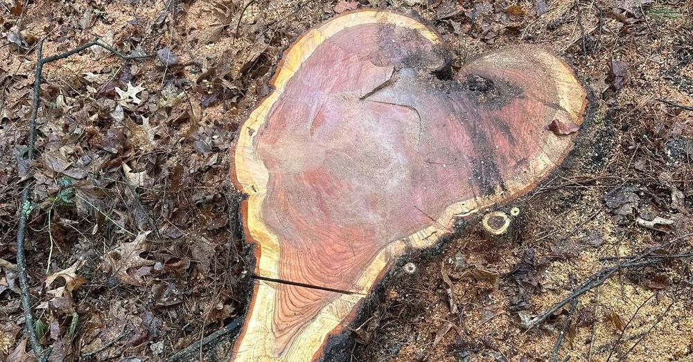 All Photos for Leaf and Limb in Townsend, MA
