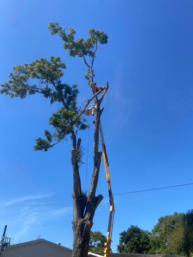 Fall and Spring Clean Up for Efficient and Reliable Tree Service in Lake Wales, FL