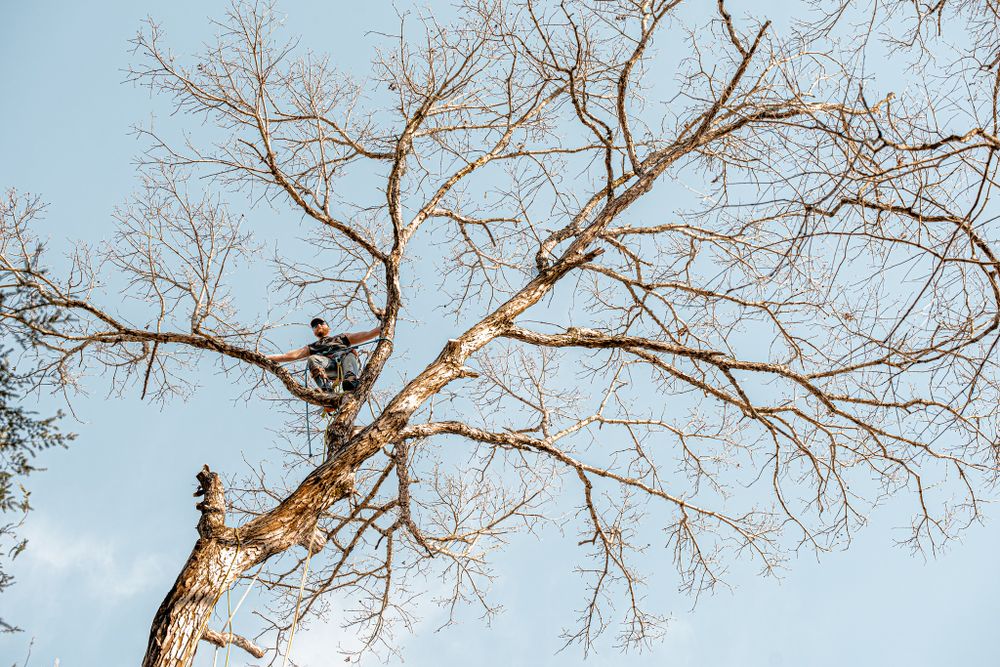 Wade's Family Tree Service team in Townsend, TN - people or person