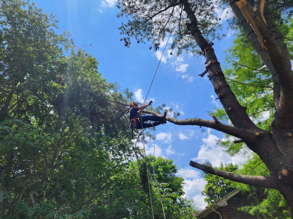 Tree Removal for Affordable Tree Service TN in White House, TN