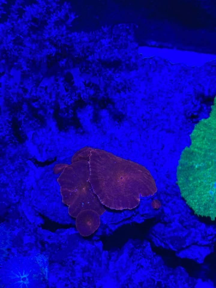 All Photos for Aquariums by Sharyn in The State of Florida, FL