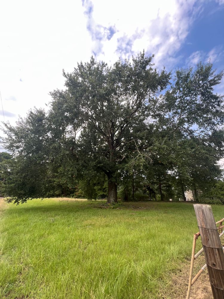 All Photos for Best Price Tree Service in Hallsville, TX