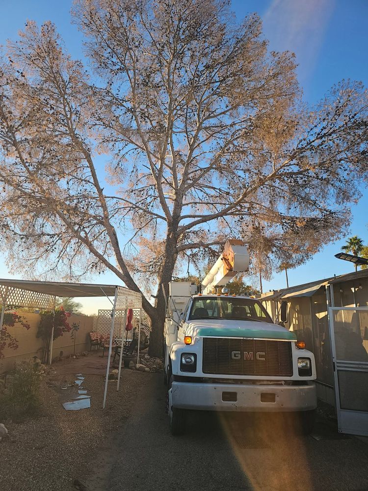 All Photos for T's Tree Service and Firewood in Apache Junction, AZ