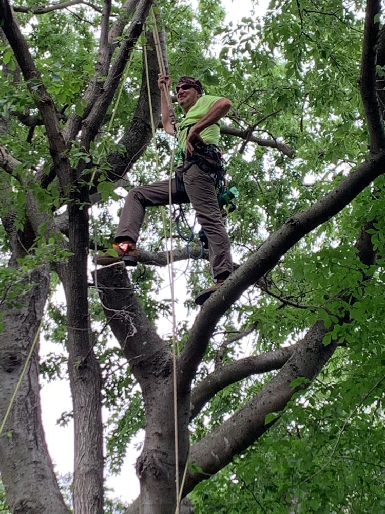 All Photos for TLC Professional Tree Service in Bedford, TX