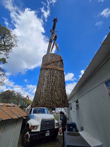 All Photos for Near Me Tree Service, Inc. in DeLand, FL