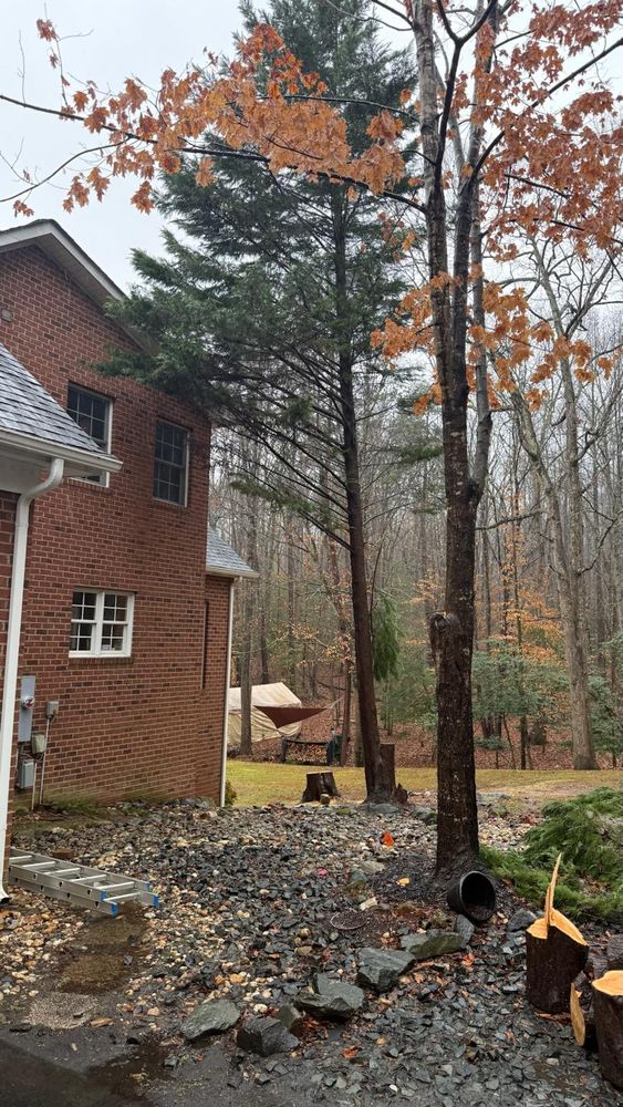 All Photos for DIAZ TREE in Stafford, VA