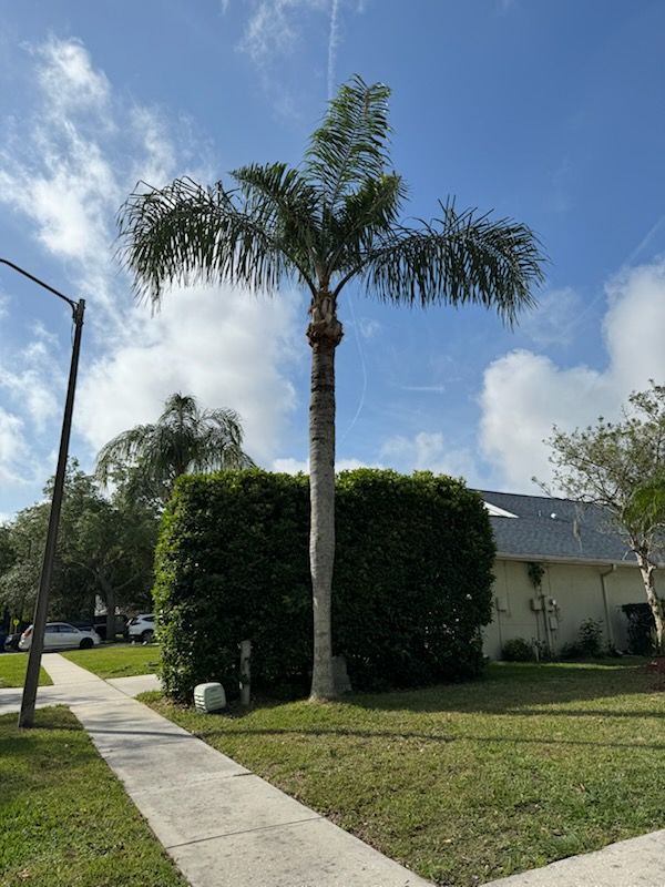 All Photos for Elevation Tree Service in Holiday, FL