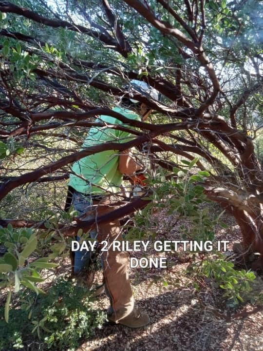 All Photos for The Tree Fairy in Ramona, CA