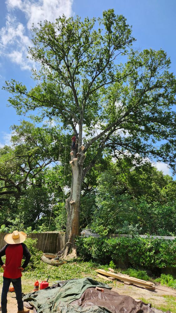 Tree Removal for Ken's Elite Cutters LLC  in Breaux Bridge, LA