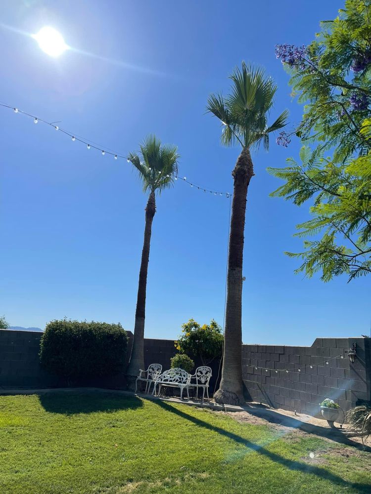 All Photos for Oliver L. Palm & Tree services in Yuma County, AZ