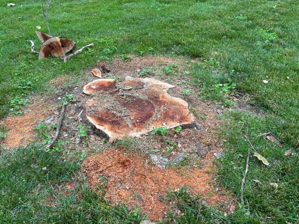 All Photos for Conrad's Stump Removal in Columbus, IN