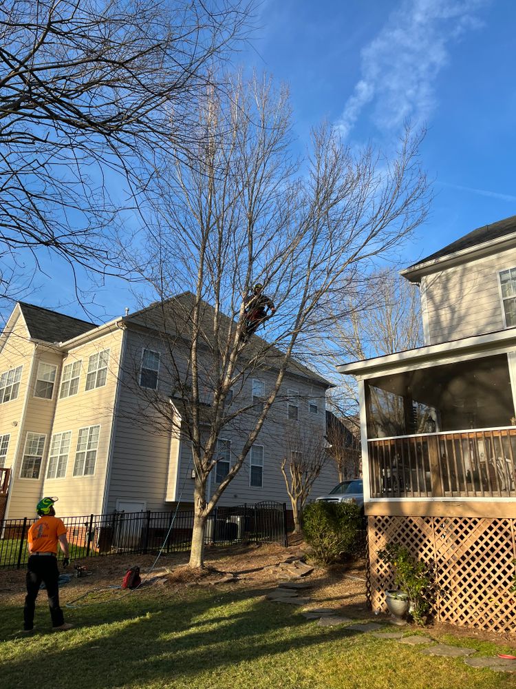 All Photos for Diversified Tree Company in Trinity, NC