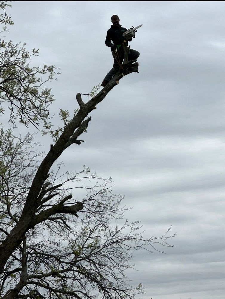 Tree Removal for Superior Lawn and Tree LLC in Clifton, TX