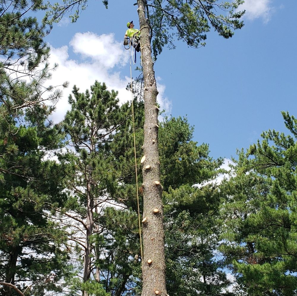 Our professional tree trimming service enhances your property's curb appeal, promotes healthy growth by removing dead or overgrown branches, and ensures safety around power lines and structures. for Sloan Tree Service in Aurora, CO