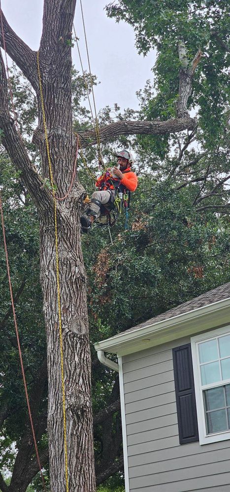 All Photos for Servin's Tree Care  in Houston, TX