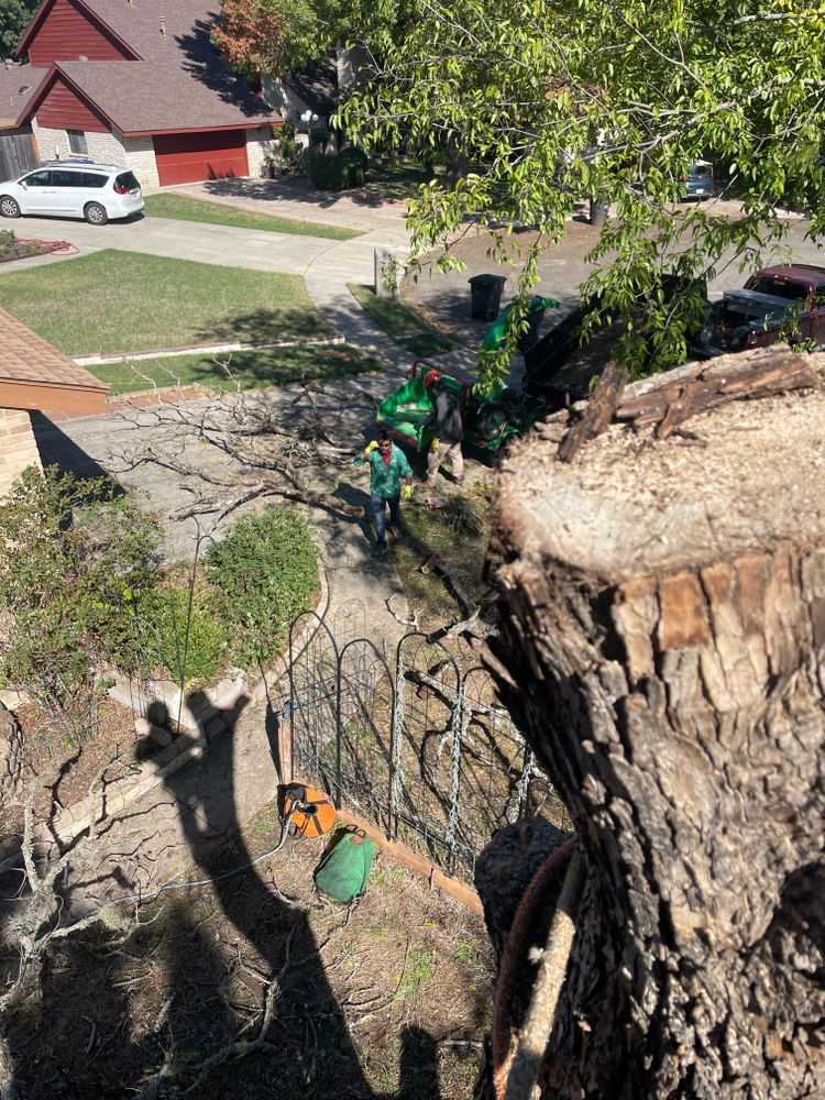 Tree climbing  for Z’s Trees LLC in Grey Forest, TX