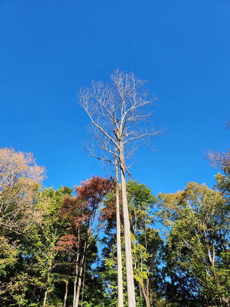 All Photos for Tree Fellers in Sumner County, TN