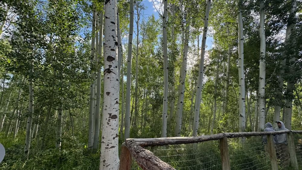 All Photos for Hansen Earth Works in Jackson, WY