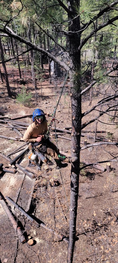 All Photos for StockPro Tree Specialists in Show Low, AZ