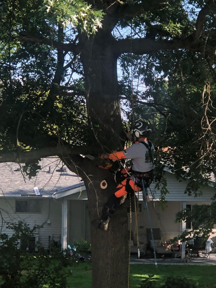 Shrub Trimming for JJ Tree Service in Gibsonia, PA