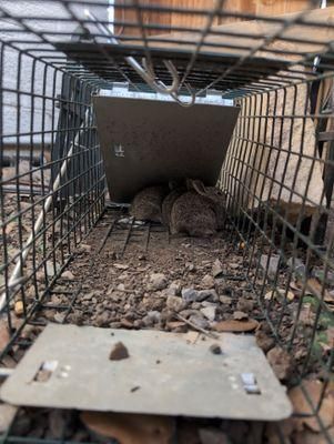 All Photos for Toppers Wildlife Removal in Garland, TX