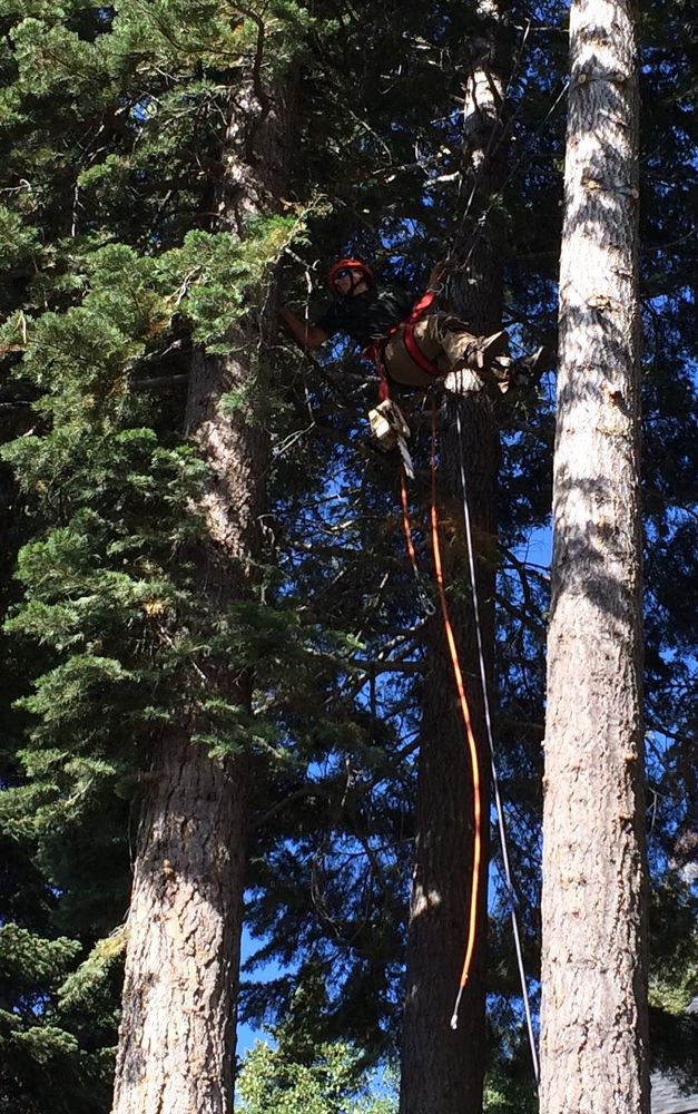 Tree Removal for Rockwood Tree Service in Incline Village,  NV