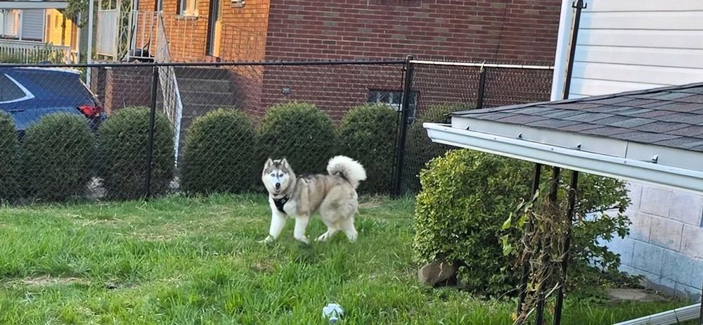 All Photos for Backyard Fence Solutions LLC in Uniontown, PA