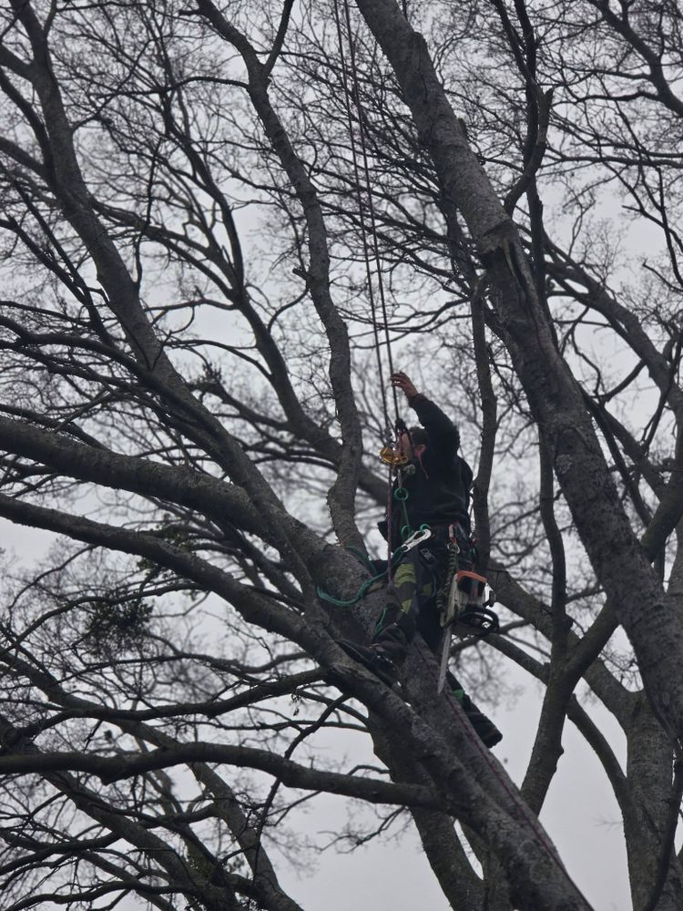 Tree Services for Oklahoma Tree Guy in Bartlesville, OK
