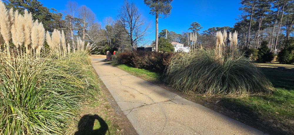 All Photos for Beach Tree Care in Virginia Beach, VA