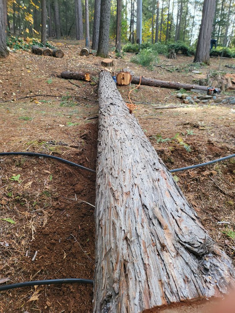 Our professional tree removal service specializes in safely and efficiently removing trees from your property, providing hassle-free solutions for homeowners looking to enhance their landscapes. for Terra Heights Tree Experts & Landscaping  in Grass Valley,  CA