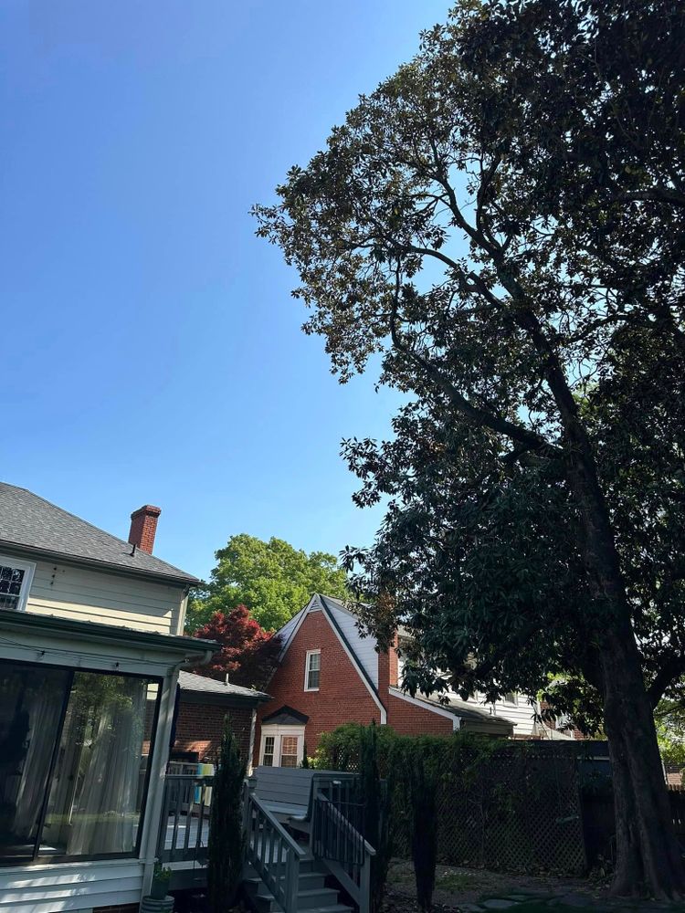 Tree Removal for Rawls Tree Care in Richmond, VA