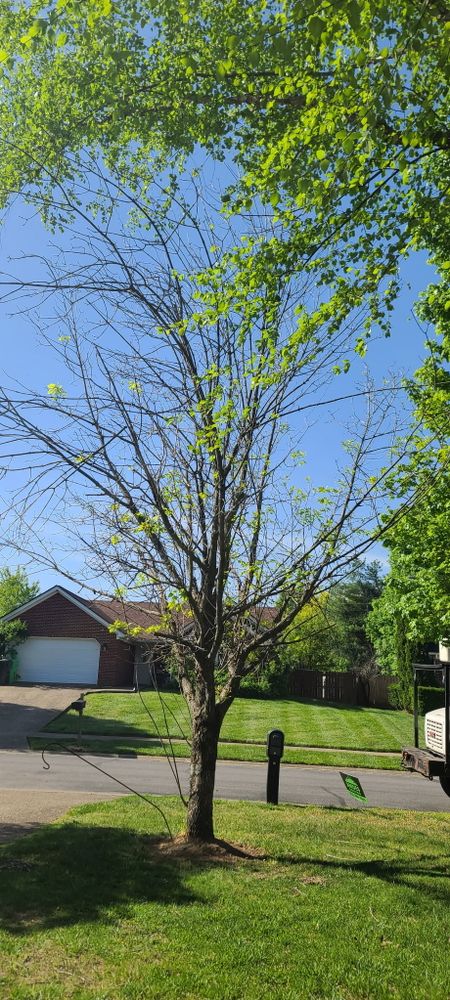 All Photos for Lightning Tree Service in Corydon, IN