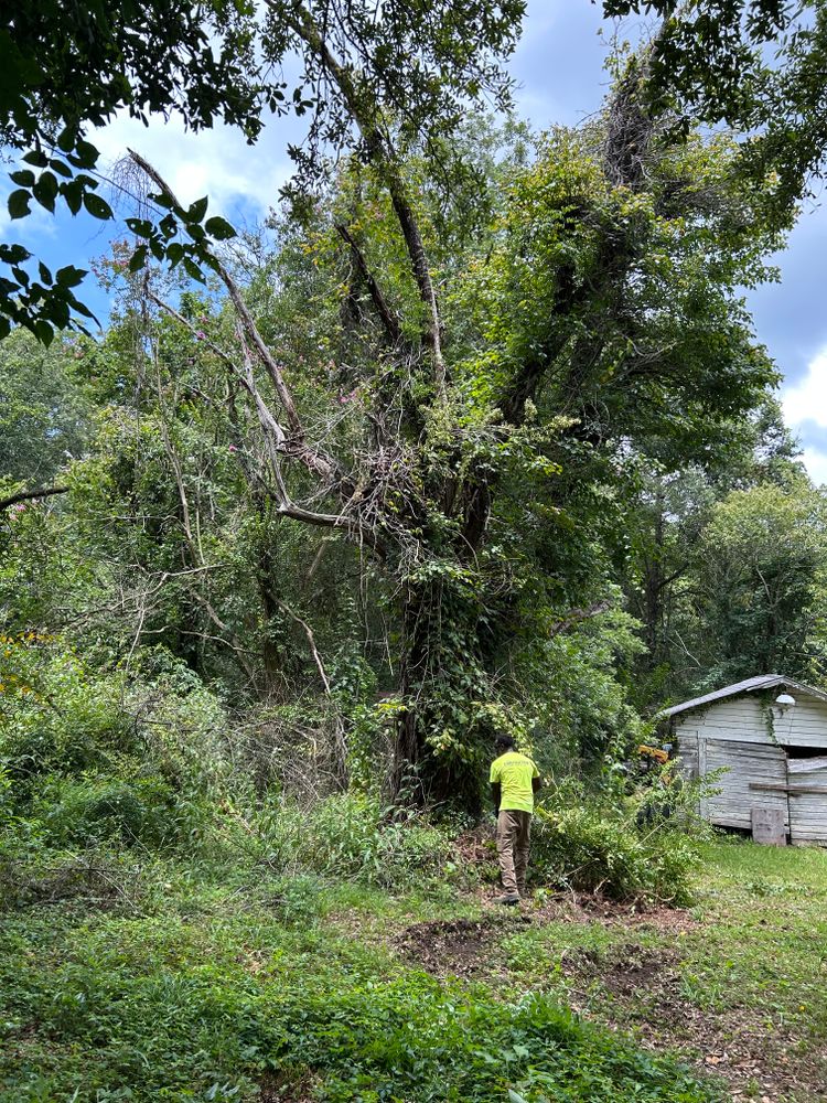 Tree Removal for Broadway & McMullen Construction in Hattiesburg, MS